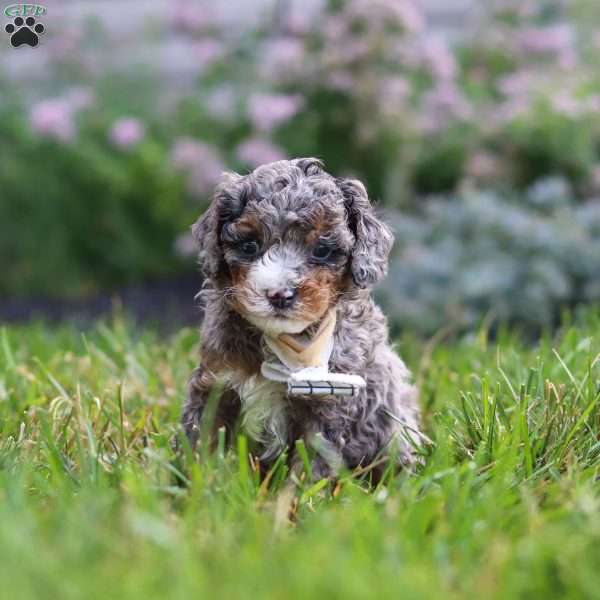 Luka, Cavapoo Puppy